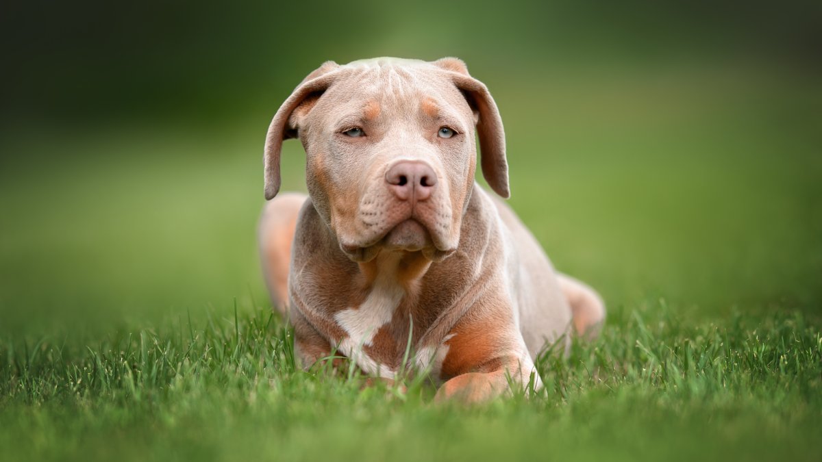 American bully XL, ilustrační fotografie. 