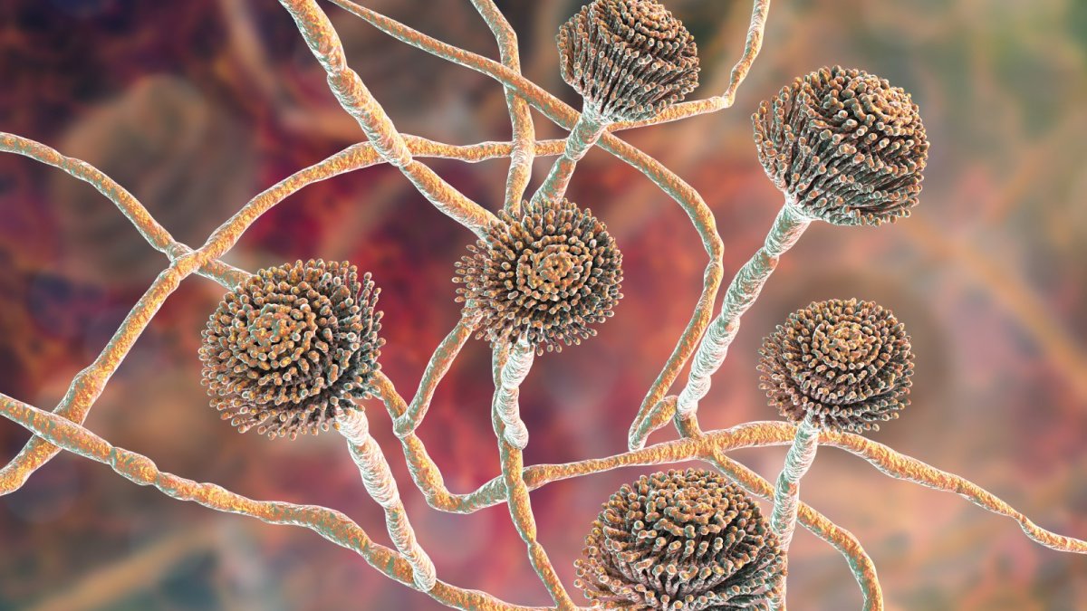 Aspergillus