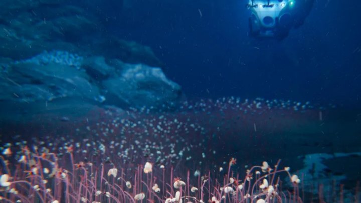 Expedice, která se ponořila do nejhlubších částí oceánu