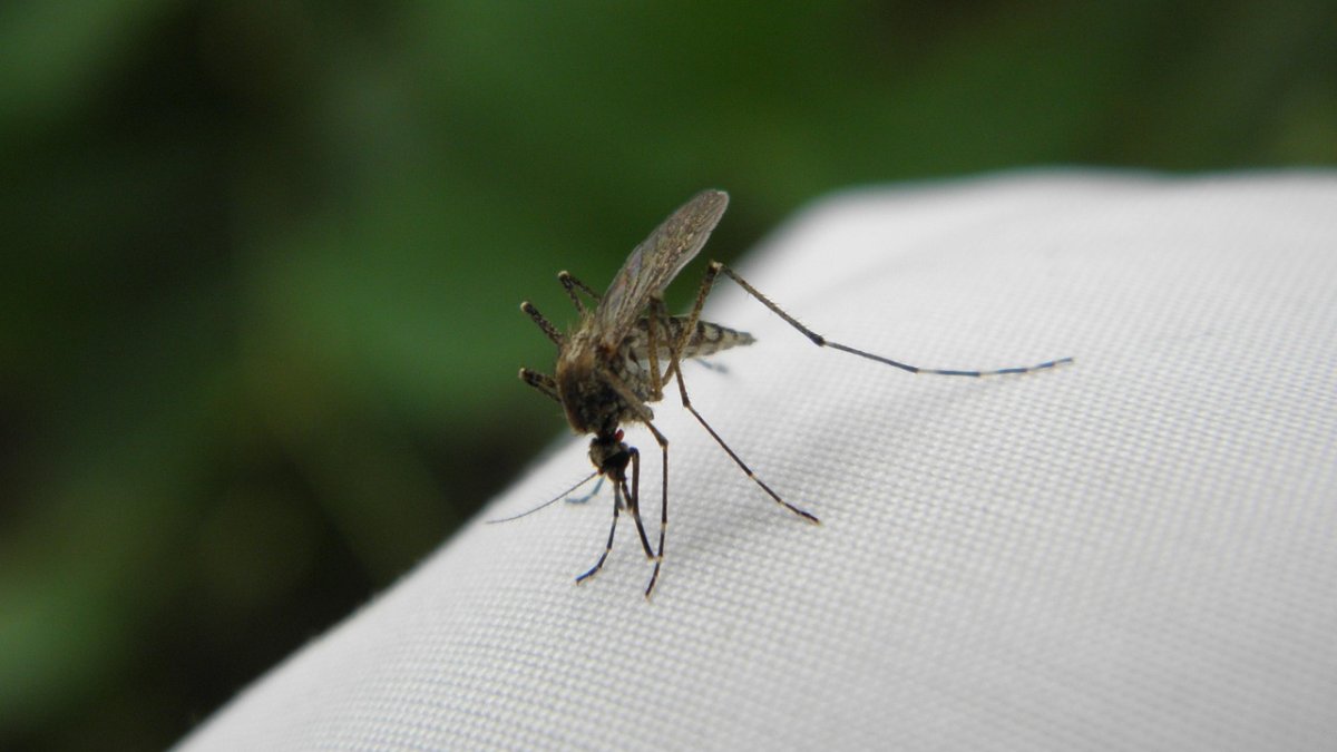 Komáři, ilustrační fotografie. 