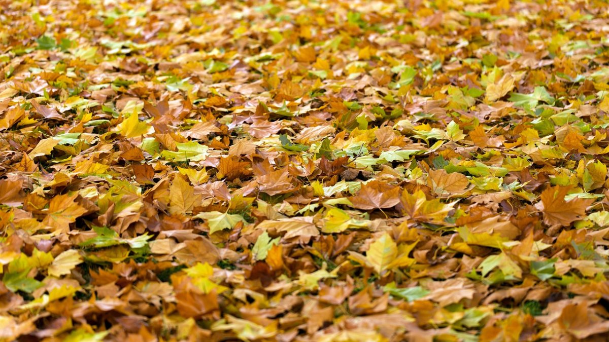 Podzim, ilustrační fotografie. 