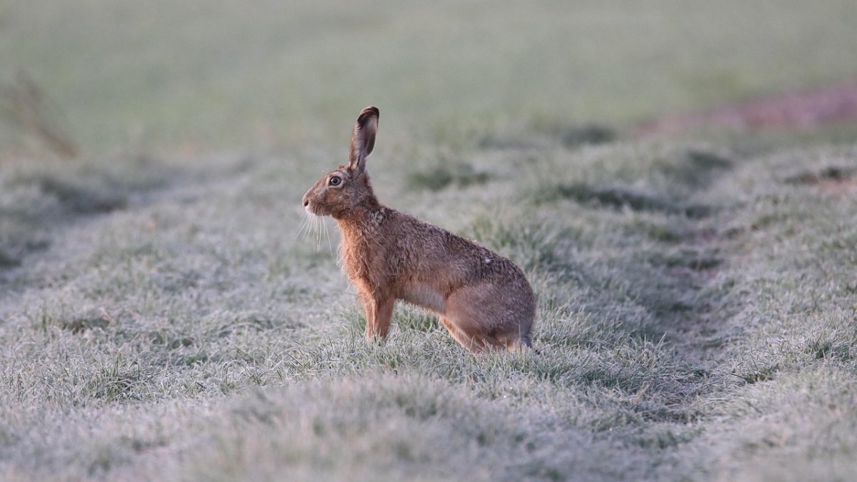 Zajíc může přenášet nemoc nebezpečnou pro člověka. 
