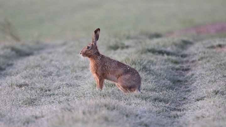 Zajíc může přenášet nemoc nebezpečnou pro člověka. 